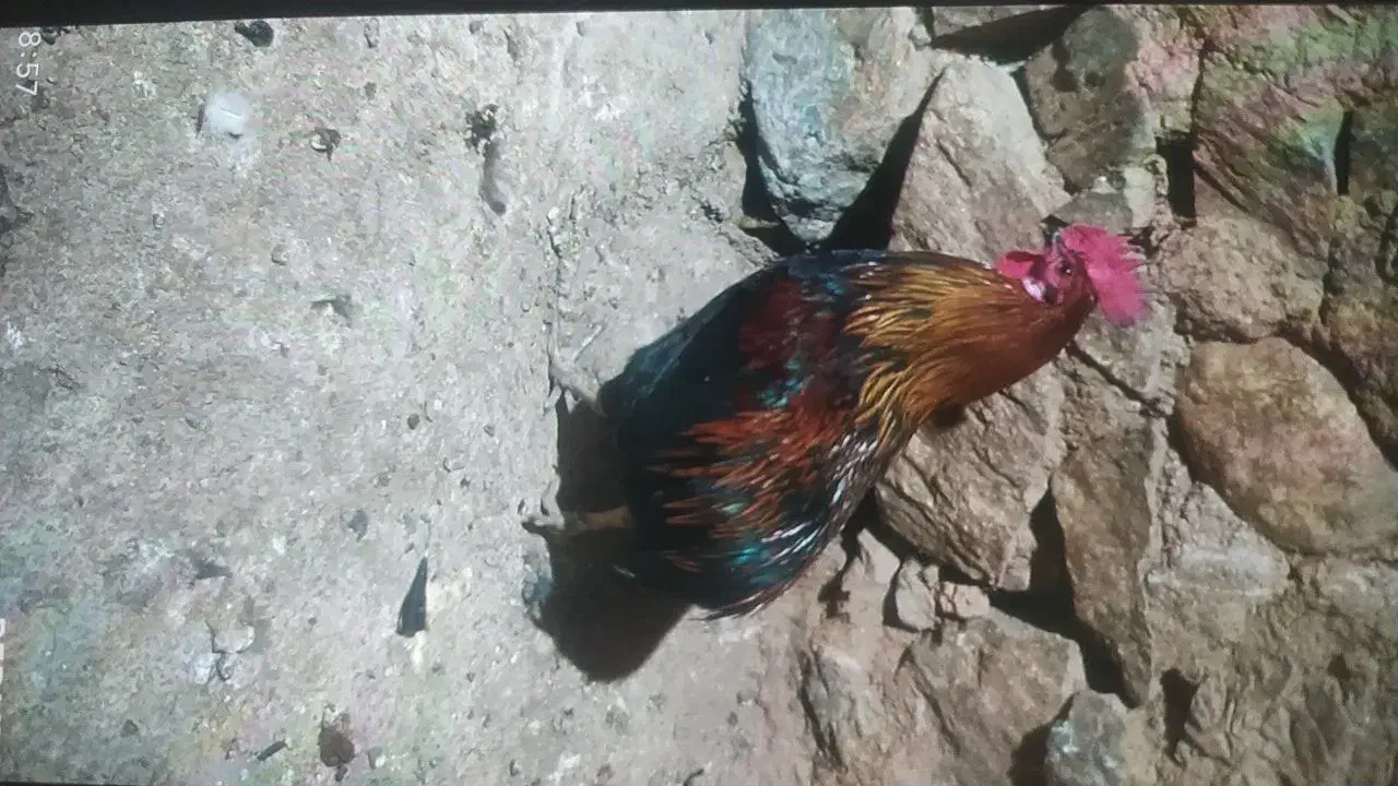 خروس|حیوانات مزرعه|خاو و میرآباد, |دیوار