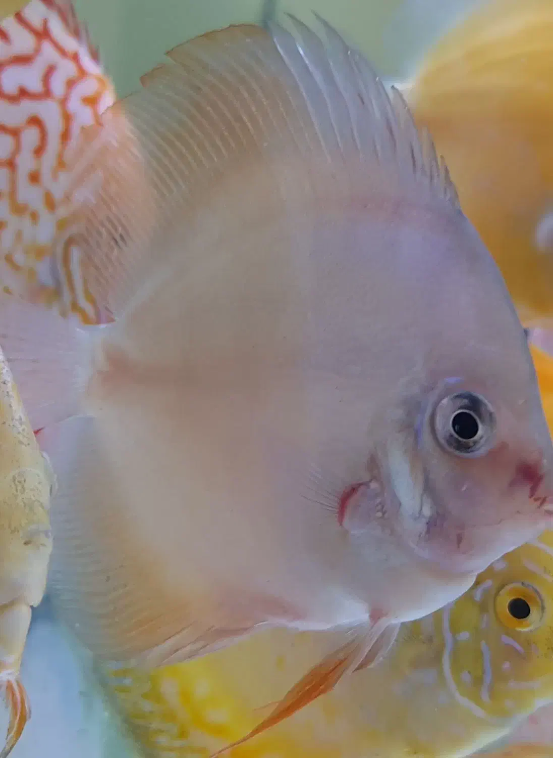 سه عدد دیسکس ساز ۳ و ۳.۵|ماهی|تهران, شیخ هادی|دیوار