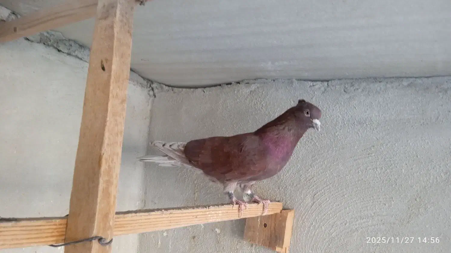 کبوتر پرشی|پرنده|فردیس, نسترن شرقی|دیوار