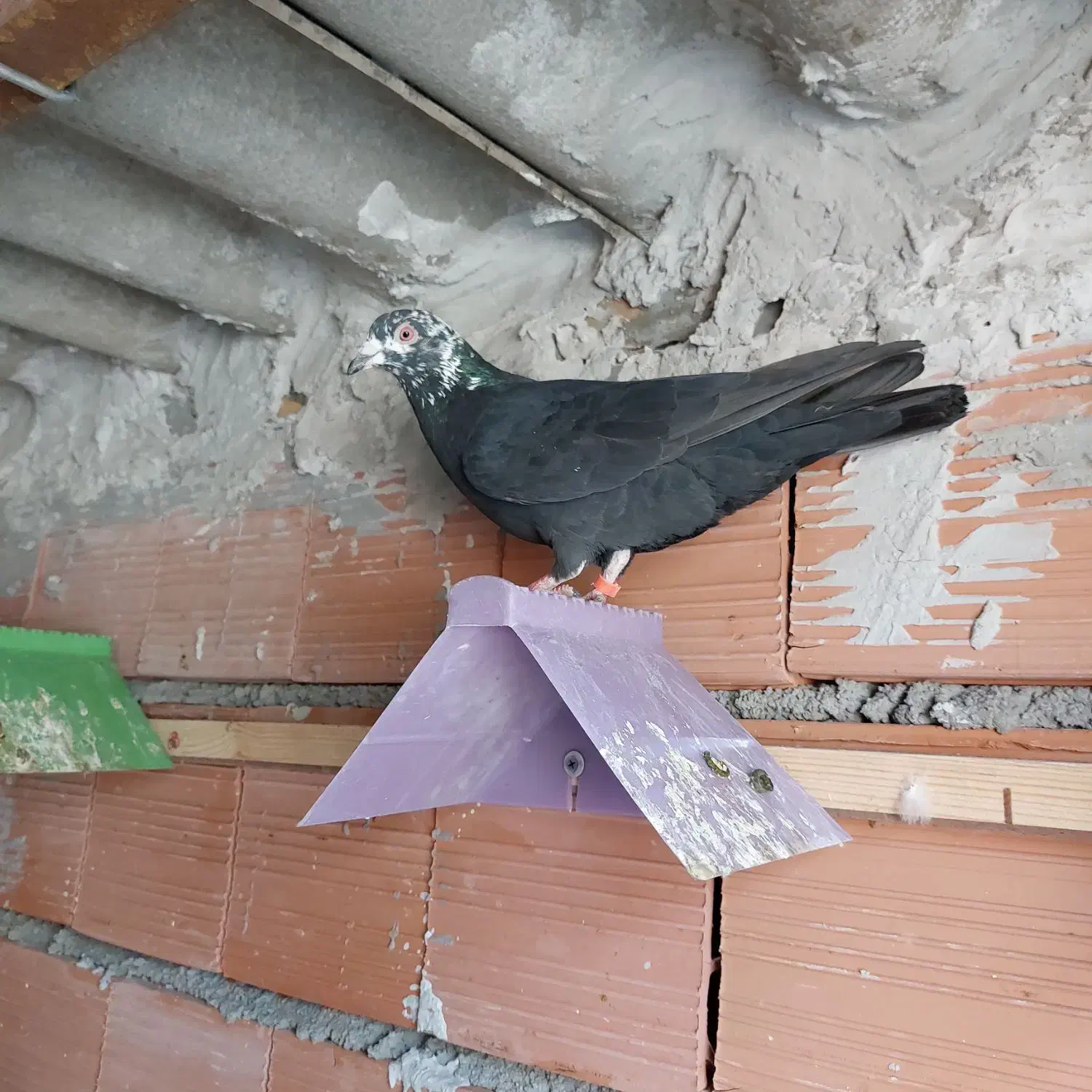 کبوتر آلمانی مسافتی رنگی|پرنده|کلاله, |دیوار