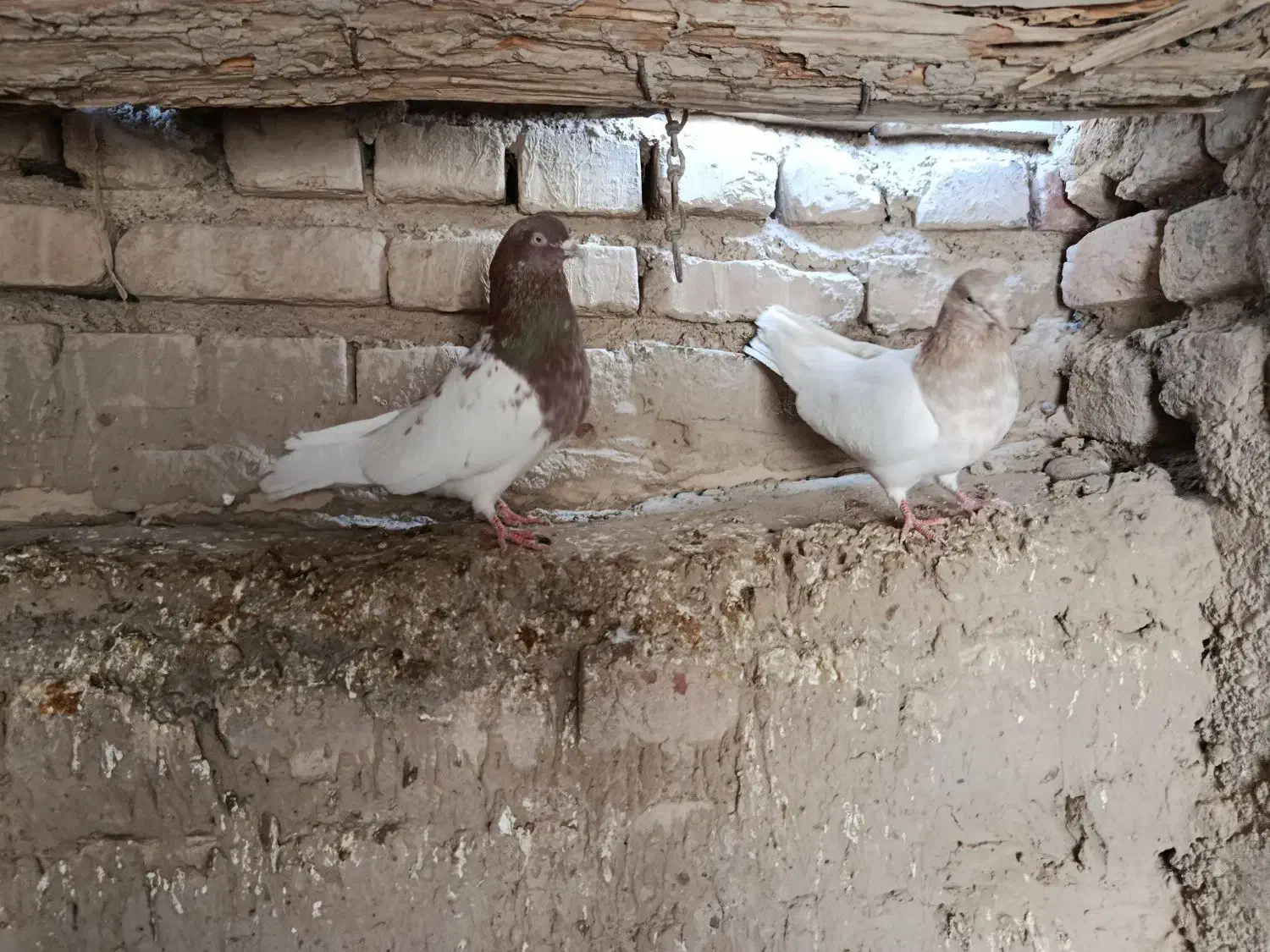 دو جفت کله ای|پرنده|هامون, |دیوار