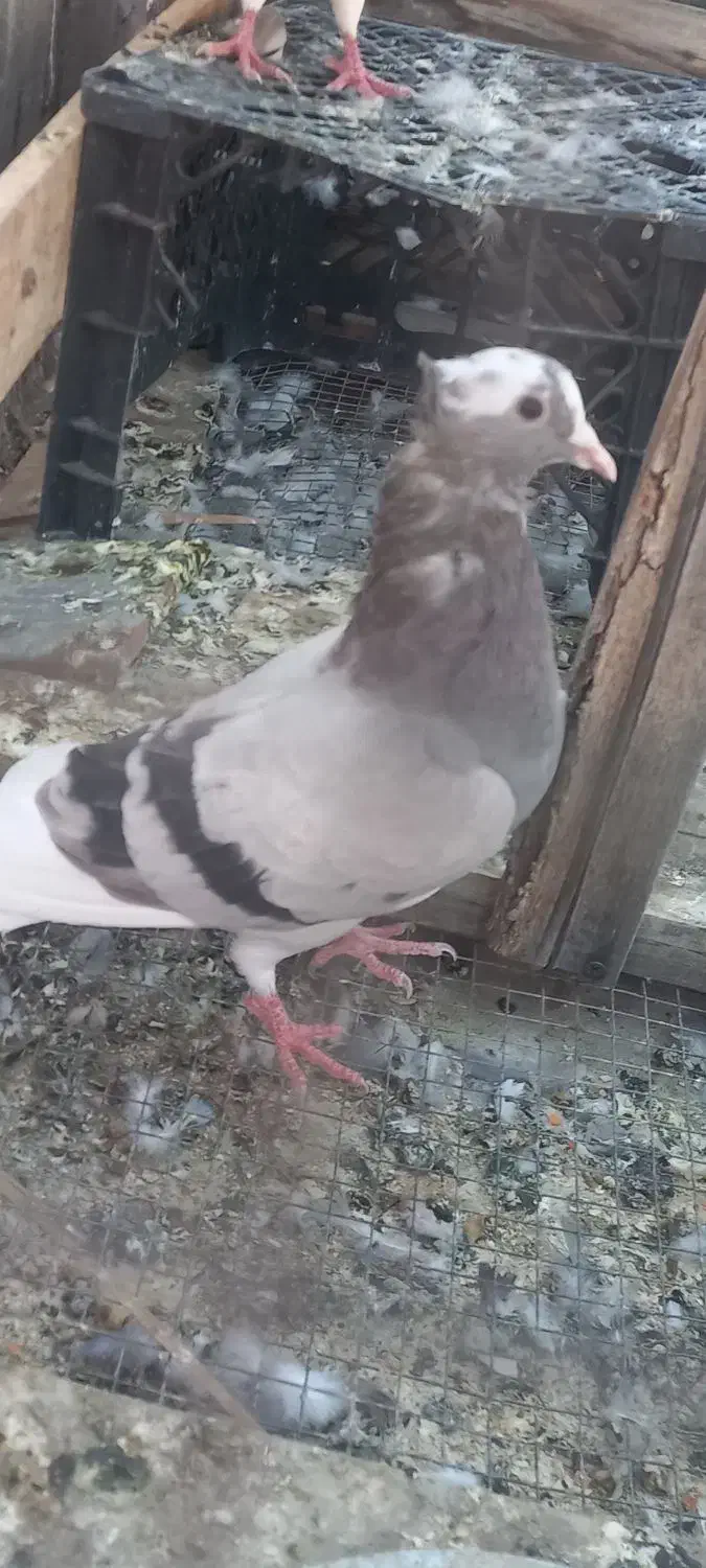 چند کبوتر|پرنده|جم, |دیوار