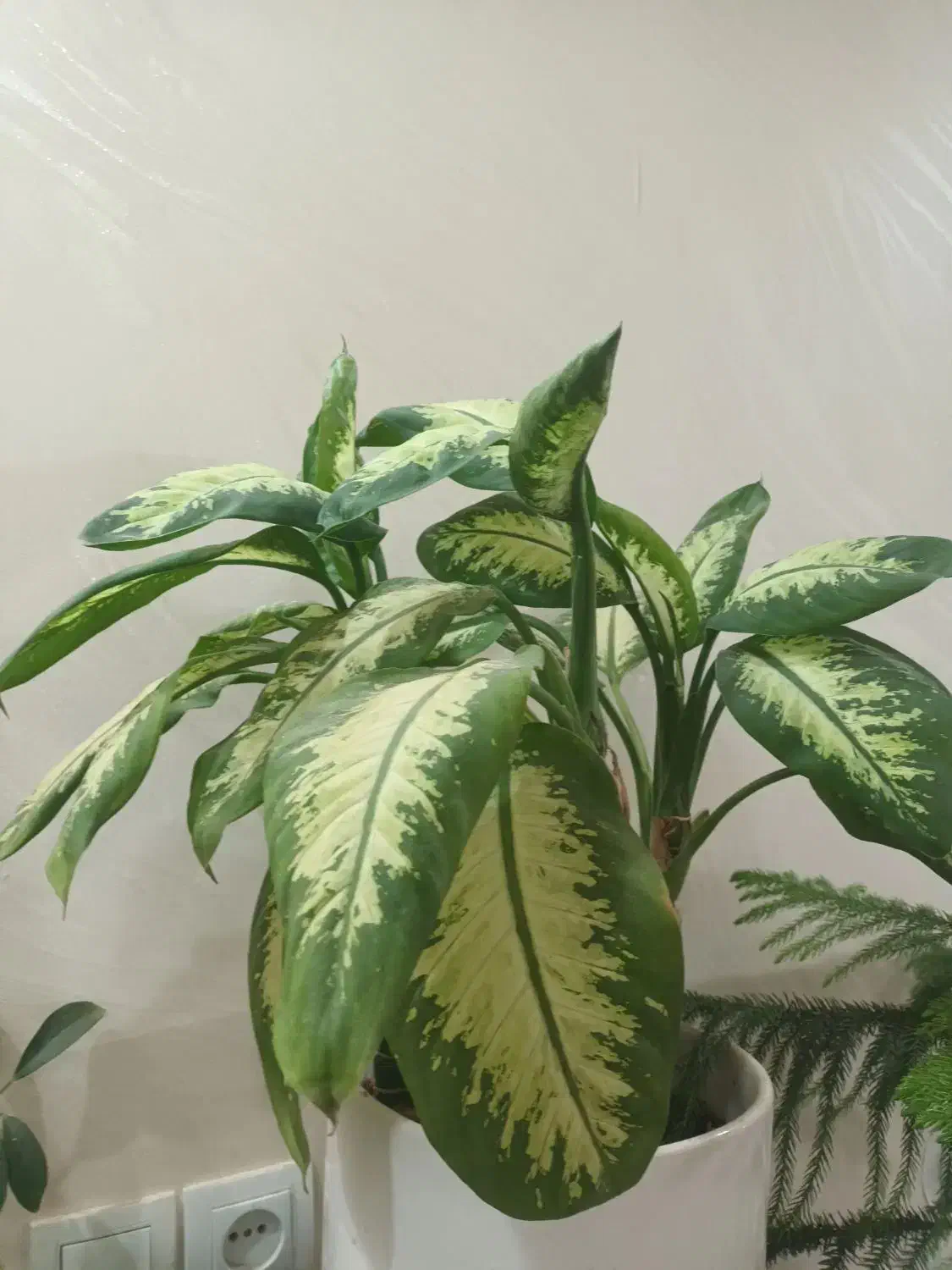 گل دیفن|گل و گیاه طبیعی|تربت‌حیدریه, آغوی|دیوار