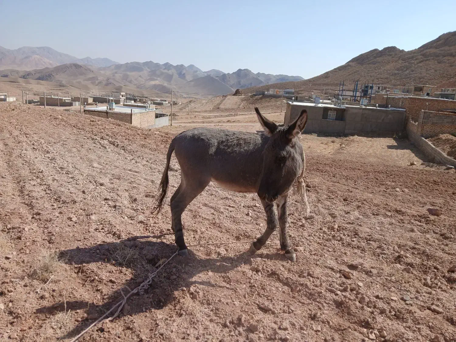 خر فروشی|حیوانات مزرعه|نیمبلوک, |دیوار