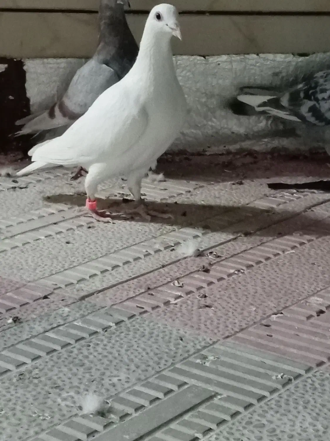 سبز مسافتی|پرنده|خواف, |دیوار