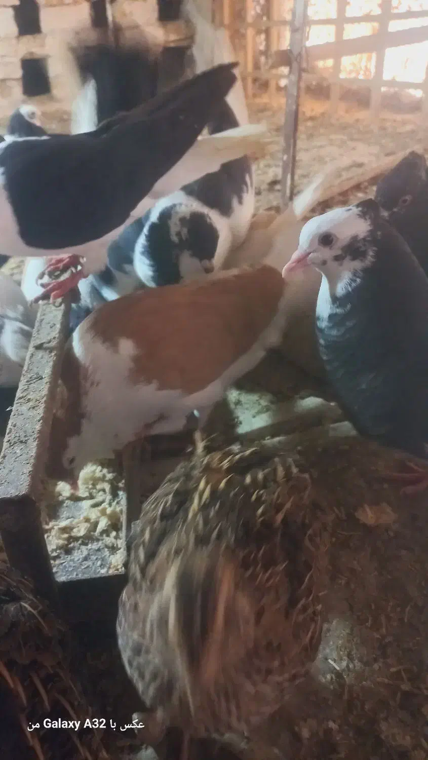 کبوتر|پرنده|بجنورد, |دیوار