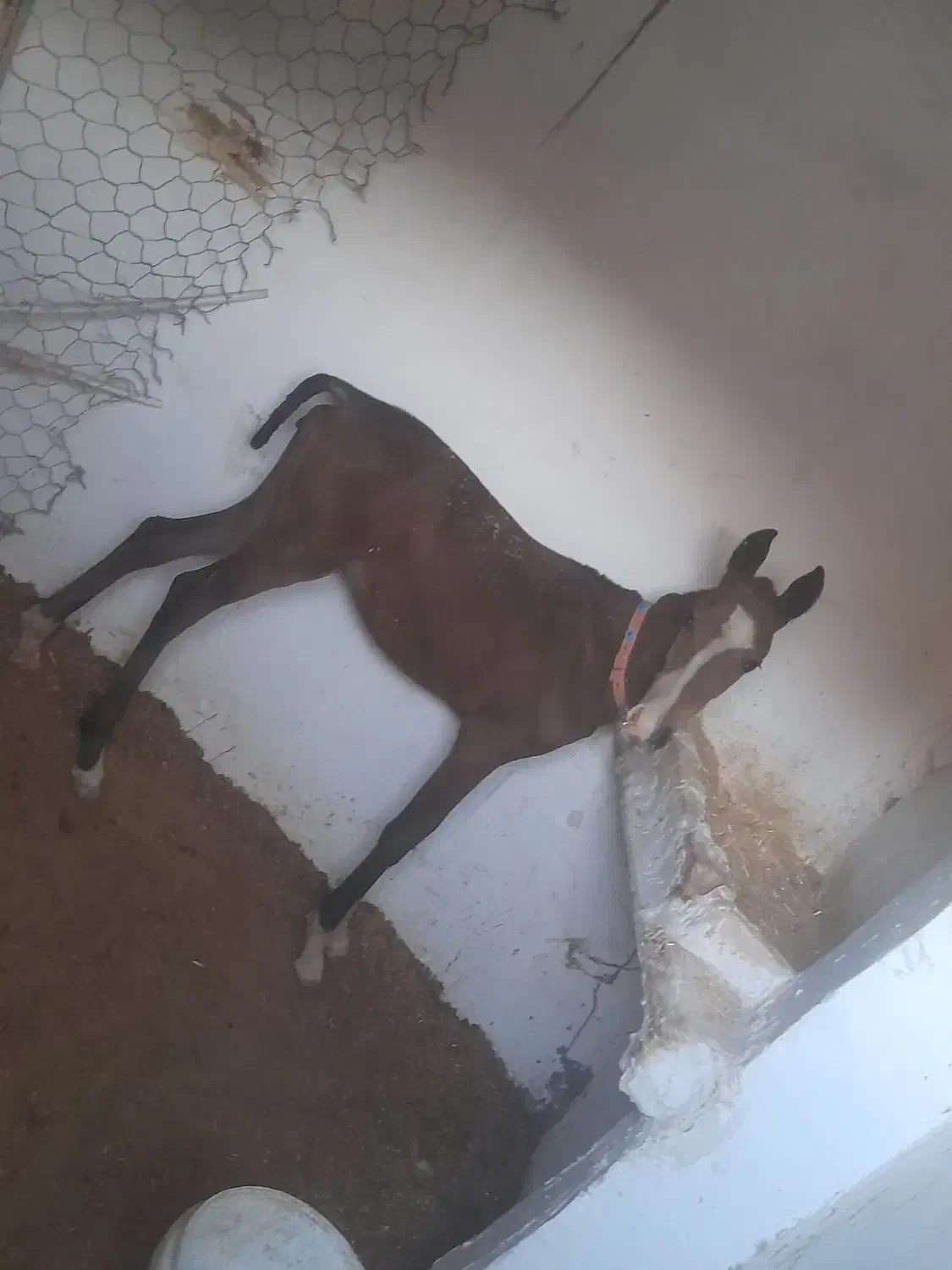 سلام کره اسب عرب به فروش میرسد بخاطر بی جای..|حیوانات مزرعه|هلیلان, |دیوار