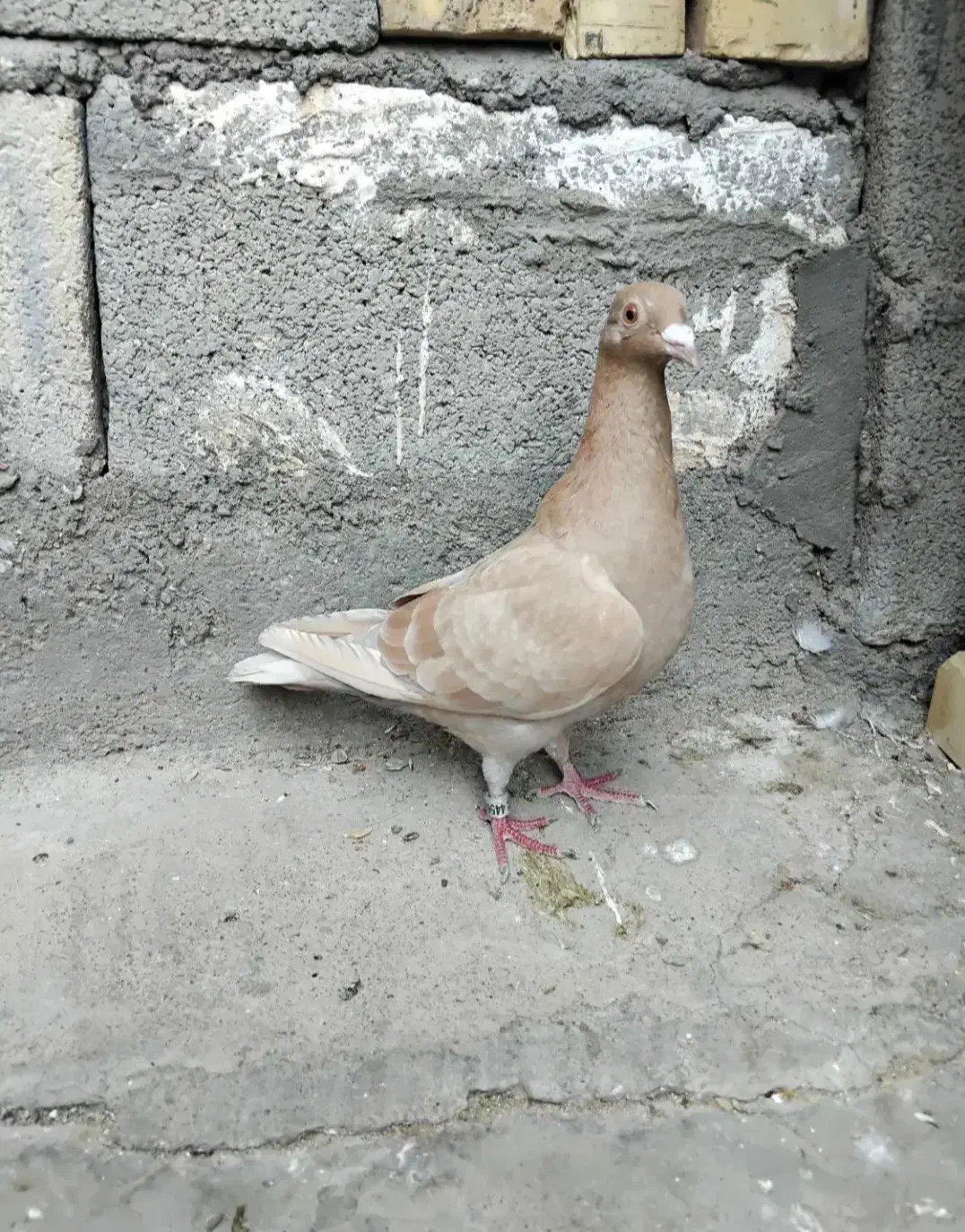 ماده یاهو زرد پلاکی|پرنده|اهواز, دانشگاه چمران|دیوار