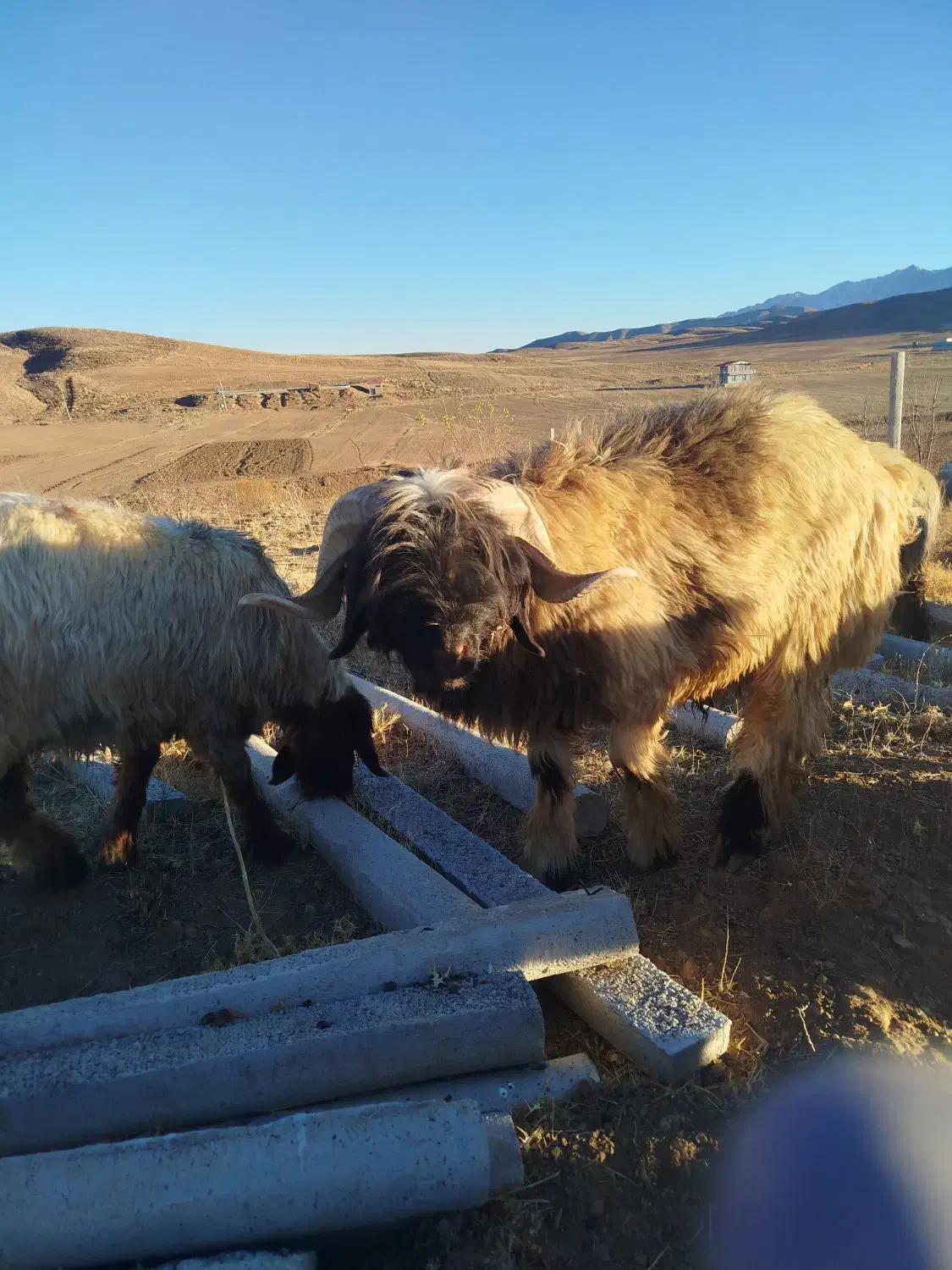 فروش بره قوچ|حیوانات مزرعه|فریدونشهر, |دیوار