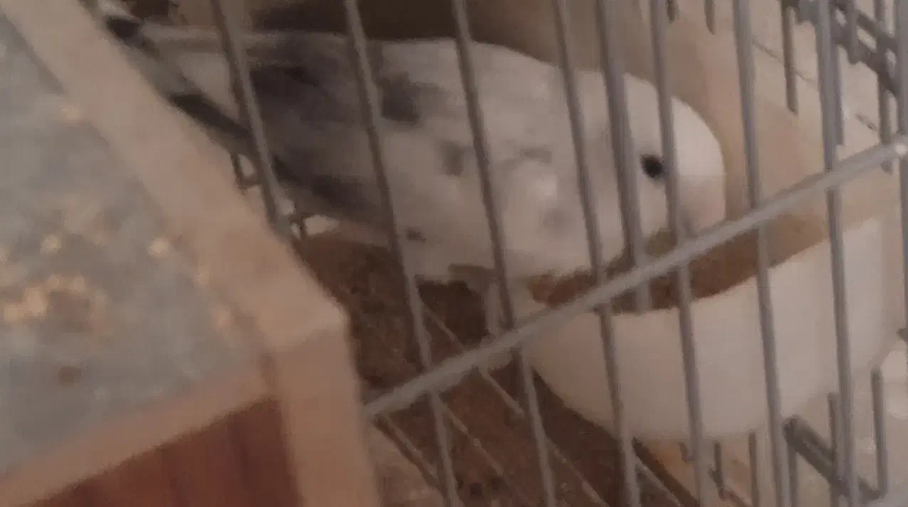 عروس هلندی و طوطی برزیلی|پرنده|تهران, مسعودیه|دیوار