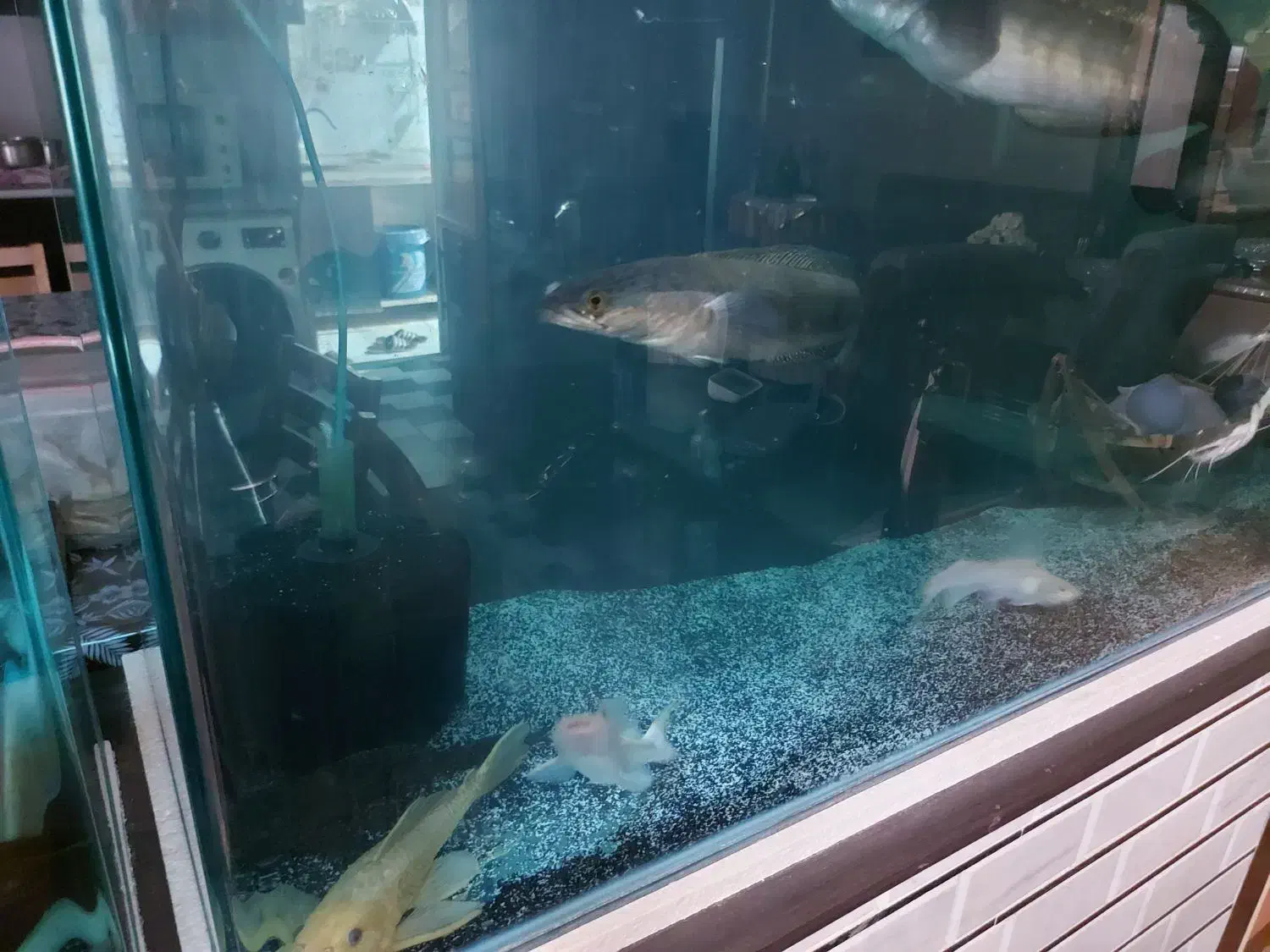 ماهی آکواریومی و مانستر|ماهی|ساری, |دیوار