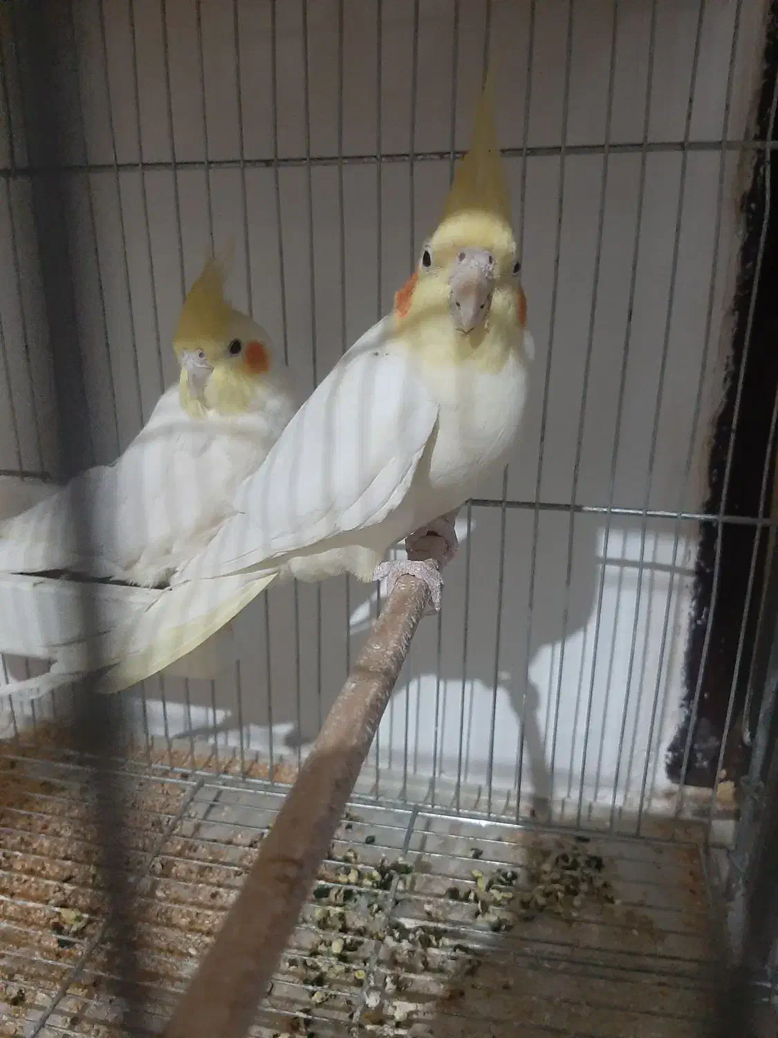 پرنده|پرنده|محمدیه-قزوین, |دیوار