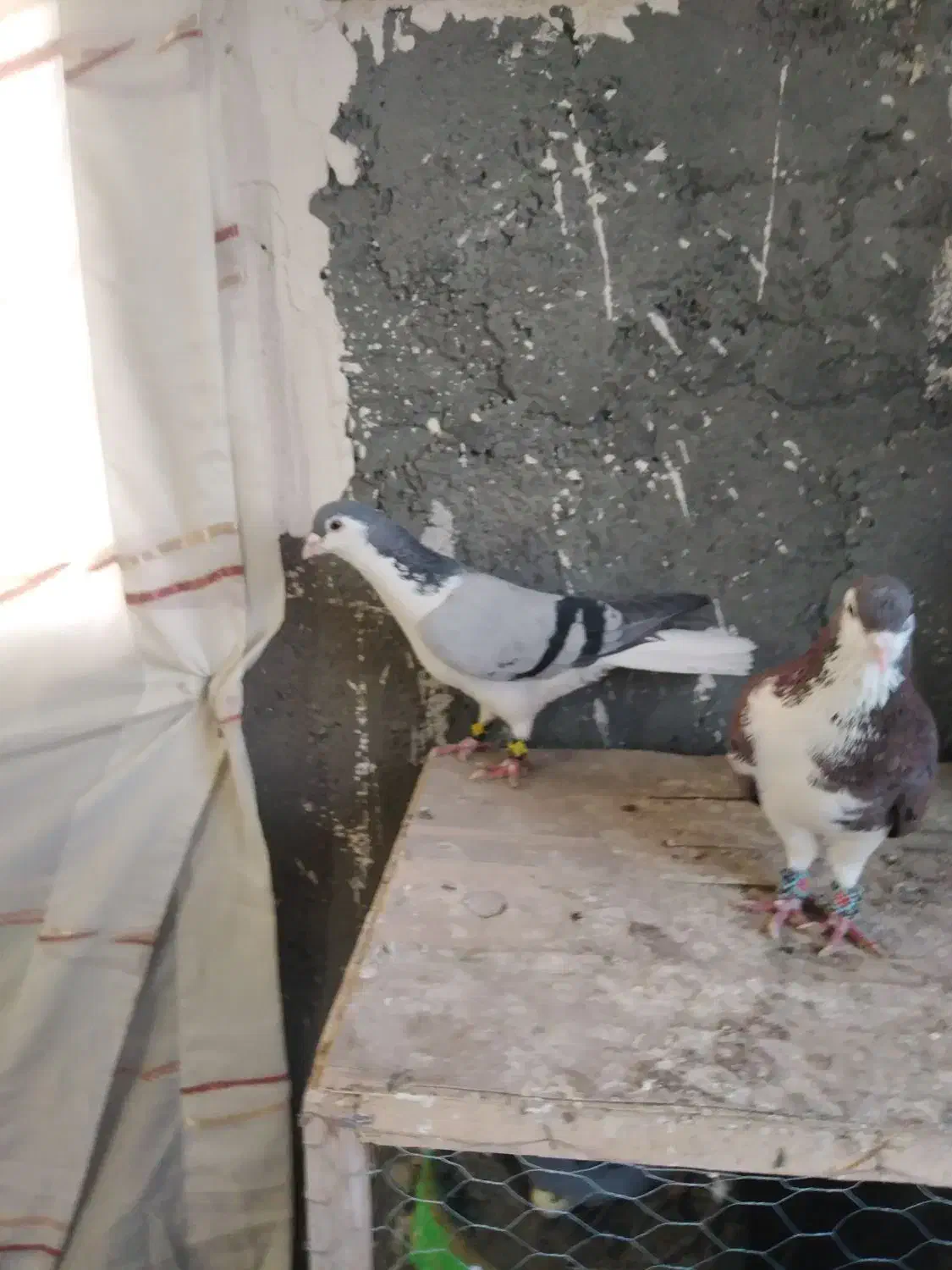 ساده، طوقی،زرد کرمونی، سار.|پرنده|مشهد, شهید قربانی|دیوار