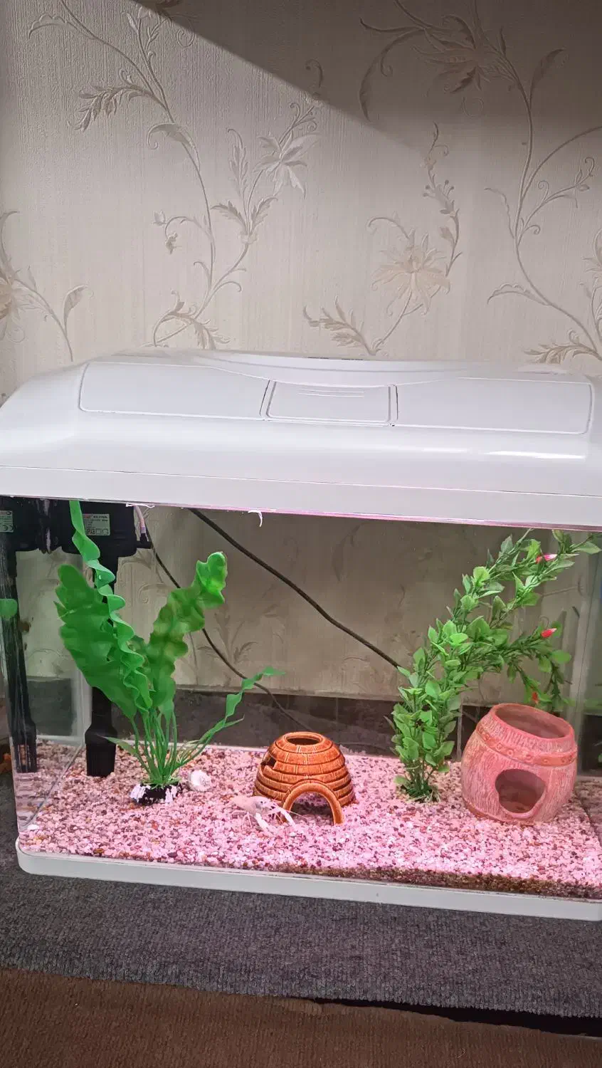 آکواریوم شرکتی شیشه خم|ماهی|فردیس, شهرک ارم|دیوار