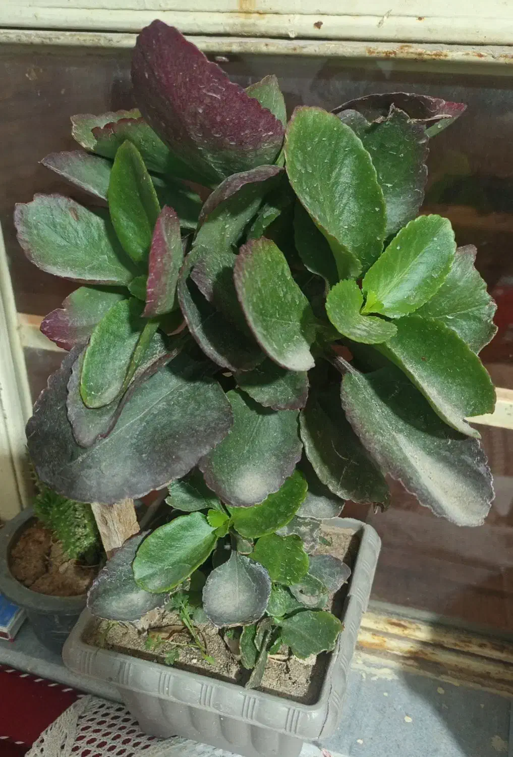 گل قاشقی|گل و گیاه طبیعی|اهر, |دیوار