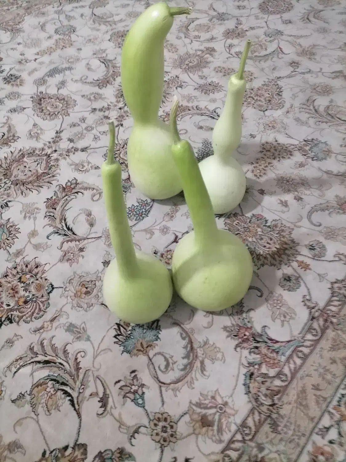 کدو قلیونی|صنایع دستی و سایر لوازم تزئینی|شیراز, شهرک صادقیه|دیوار