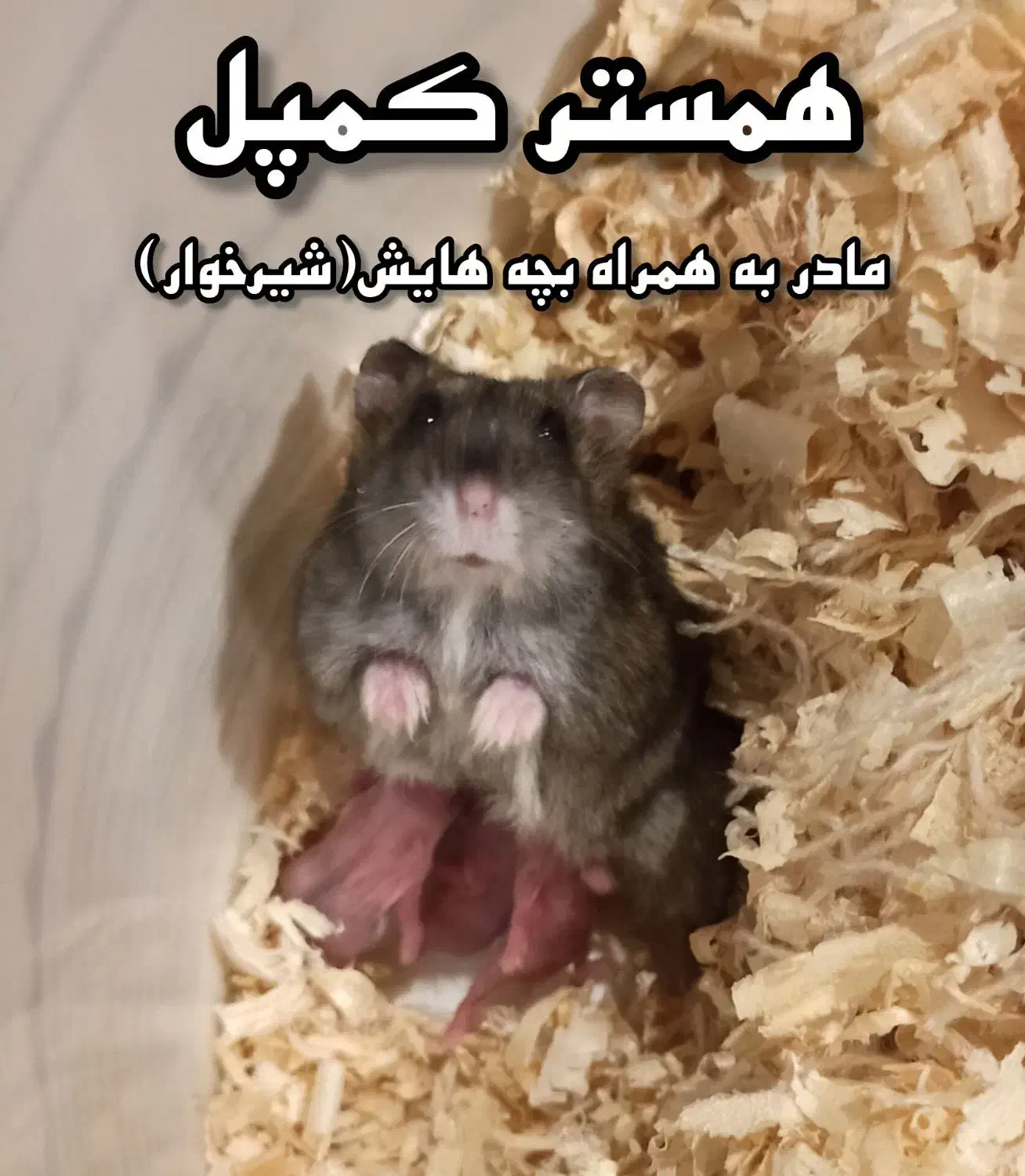 همستر کمپل همراه نوزاد شیرخوار|موش و خرگوش|تهران, امامت|دیوار