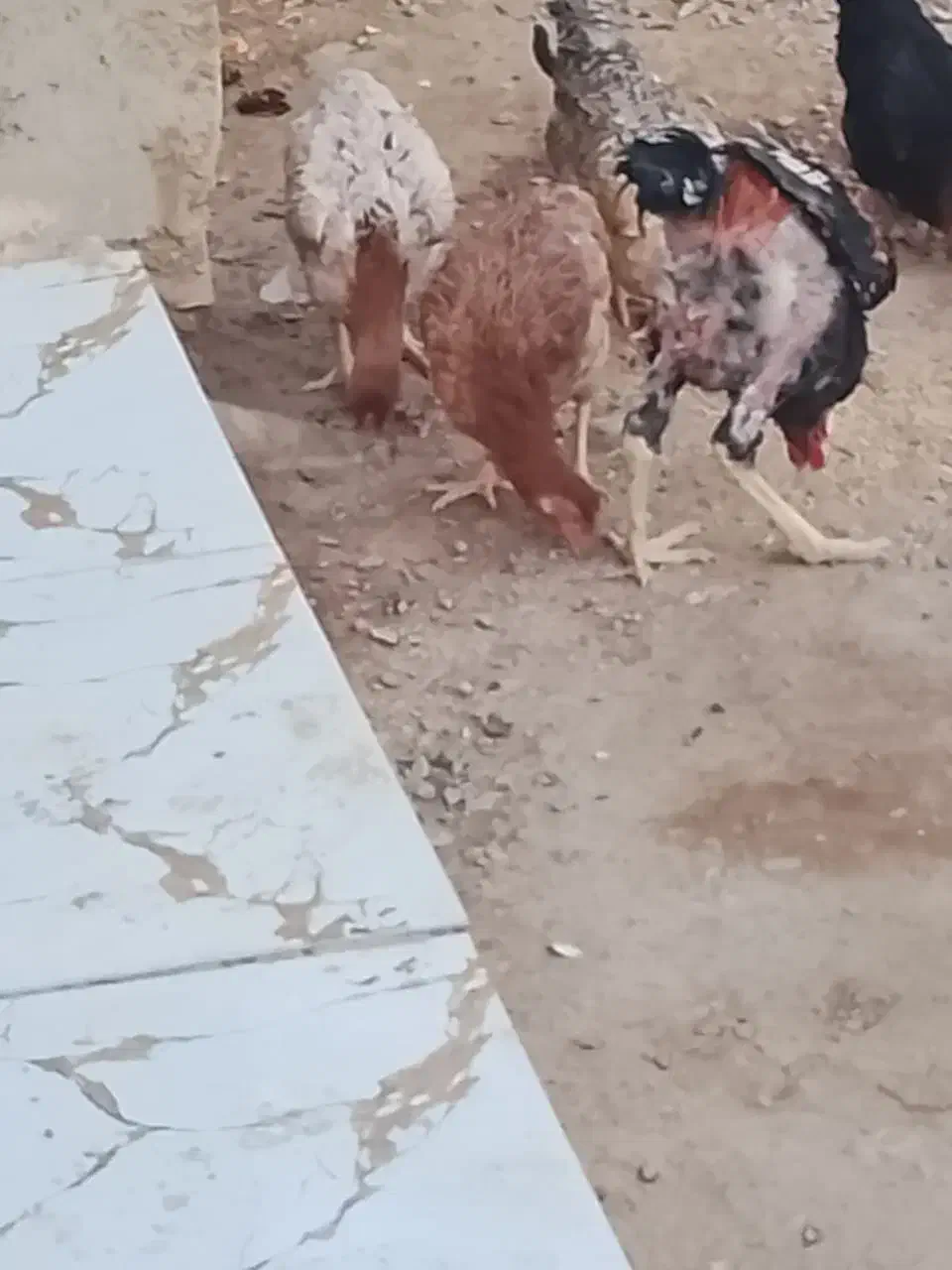 مرغ و خروس|حیوانات مزرعه|نیمروز, |دیوار