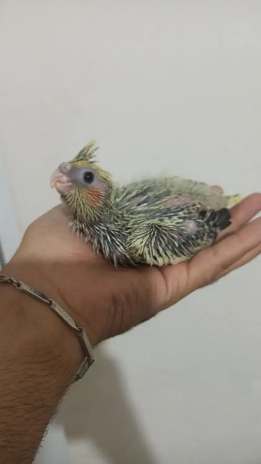 جوجه عروس سرلاکی|پرنده|کوچصفهان, |دیوار