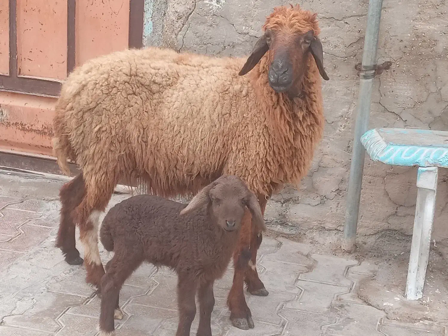 گوسفند و بره|حیوانات مزرعه|اهواز, منازل کارون|دیوار