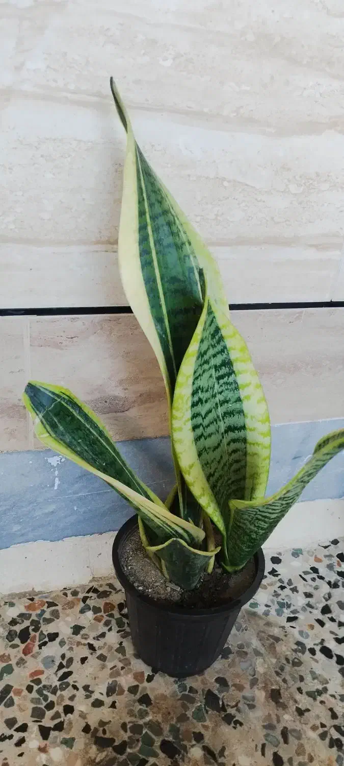 گیاه کرواتی ابلغ وگلد فیلم|گل و گیاه طبیعی|اهواز, شریعتی جنوبی|دیوار