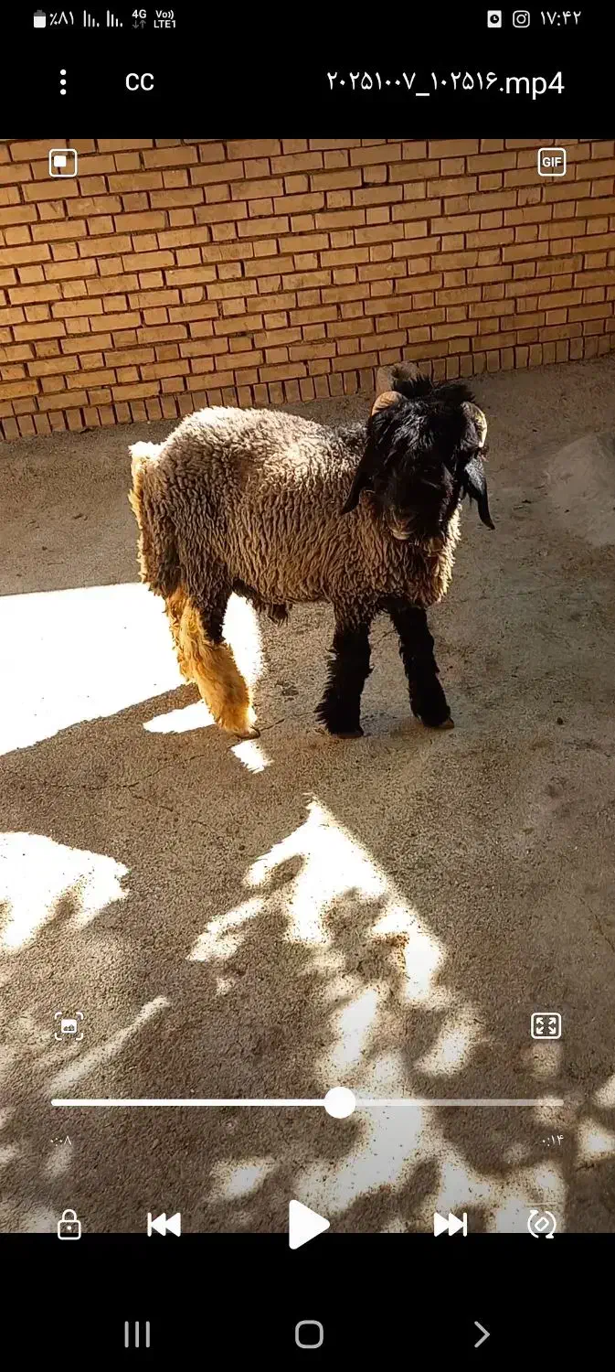 گوسفندبختیاری اصلی|حیوانات مزرعه|شیراز, احمدی جنوبی|دیوار