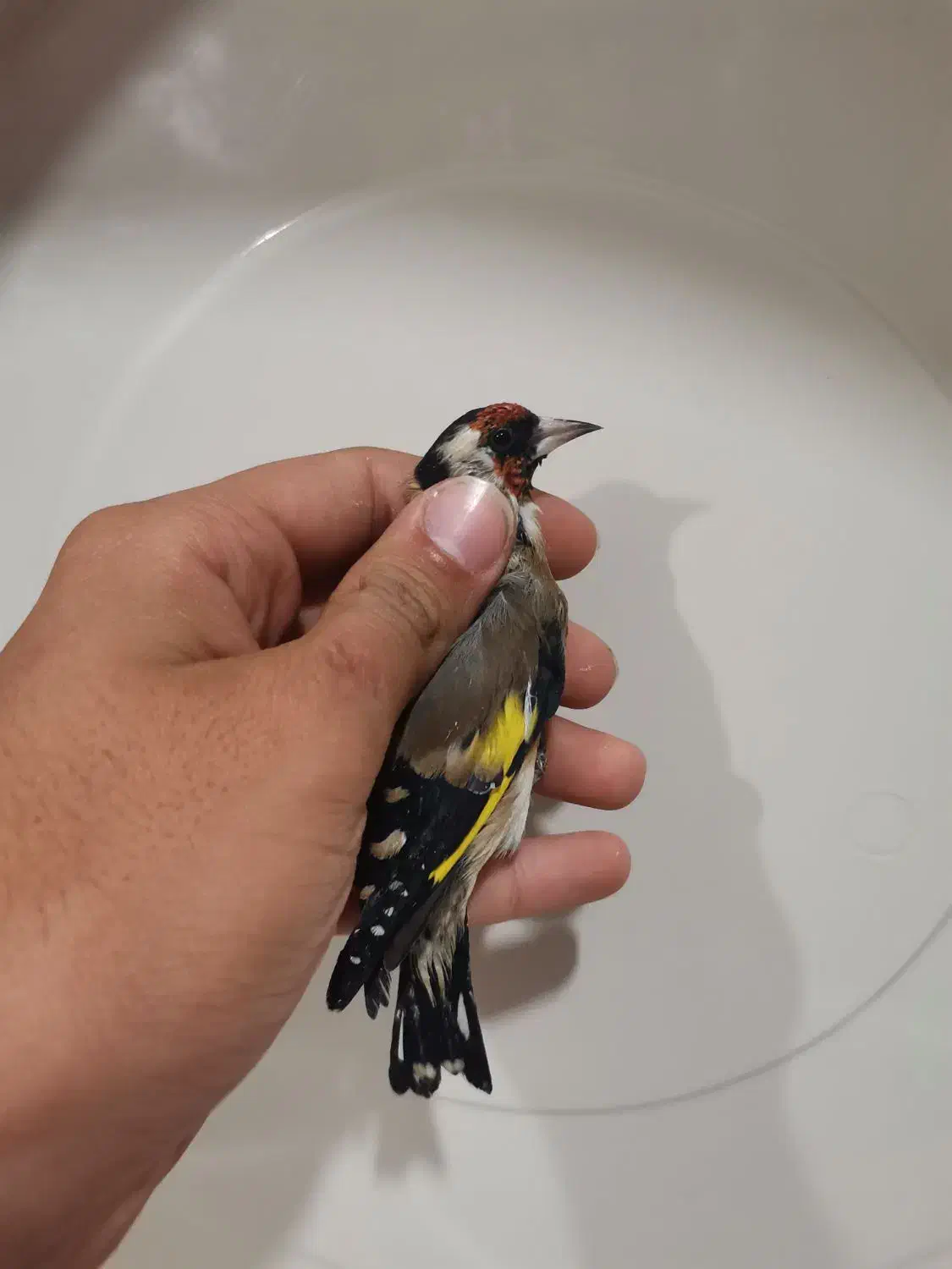 سهره نر ماده|پرنده|خوی, |دیوار