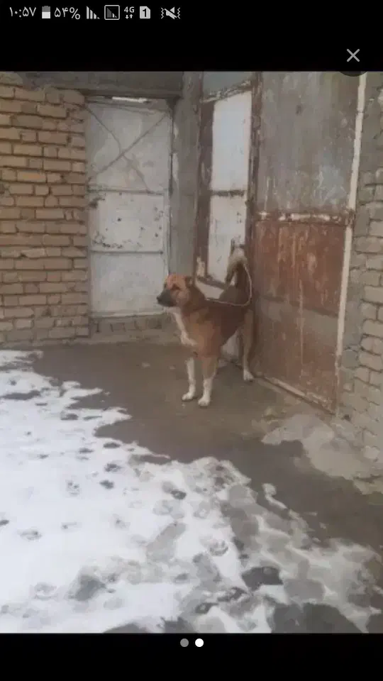 سگ سگ|حیوانات|دهگلان, |دیوار