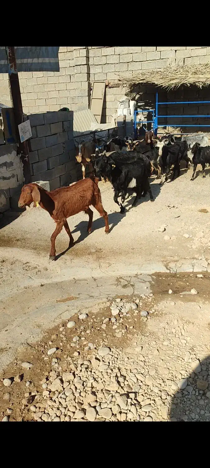 بز ارزوون|حیوانات مزرعه|بهبهان, |دیوار