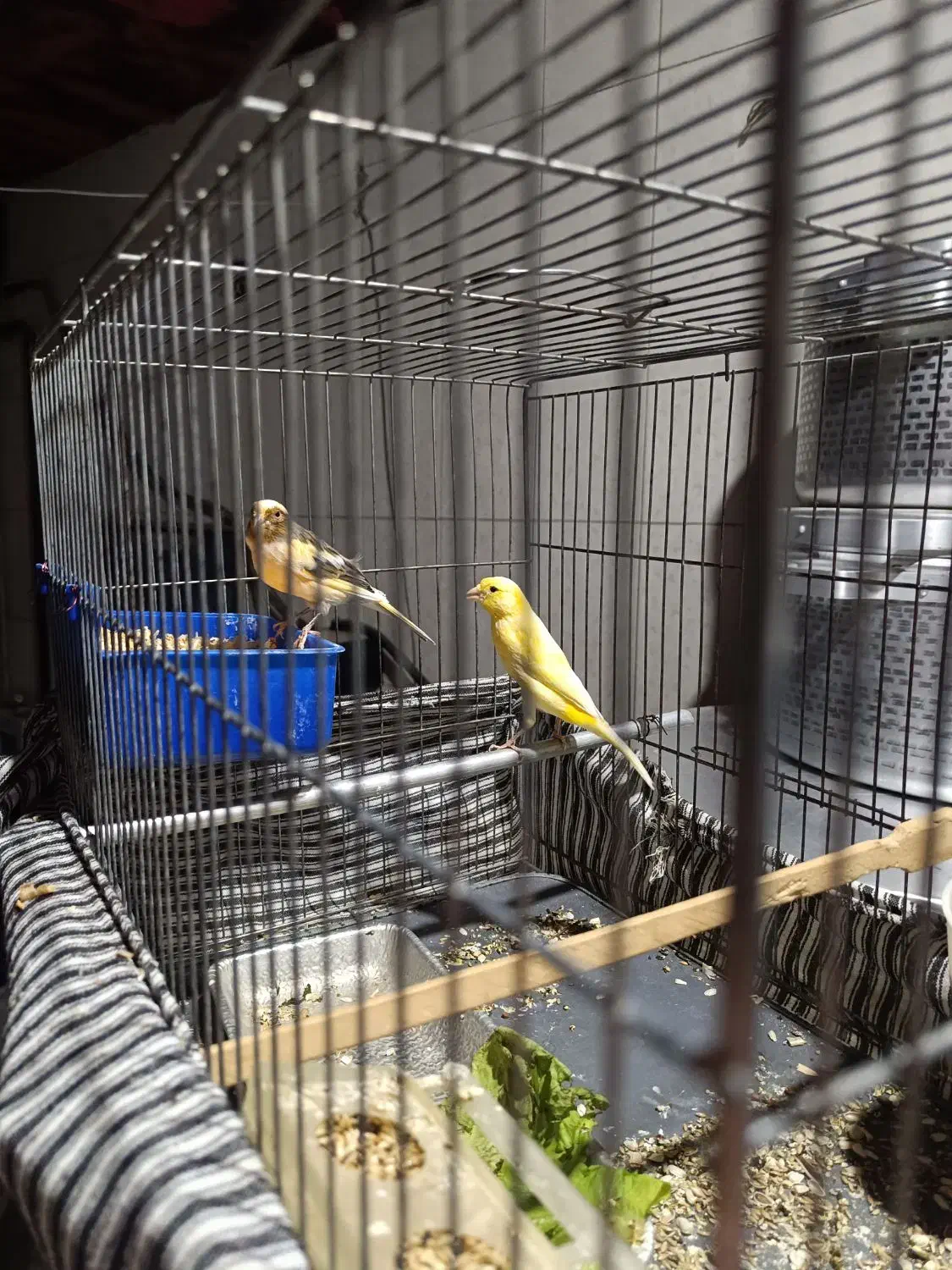 عروس هلندی و قناری|پرنده|مرودشت, ژیان|دیوار