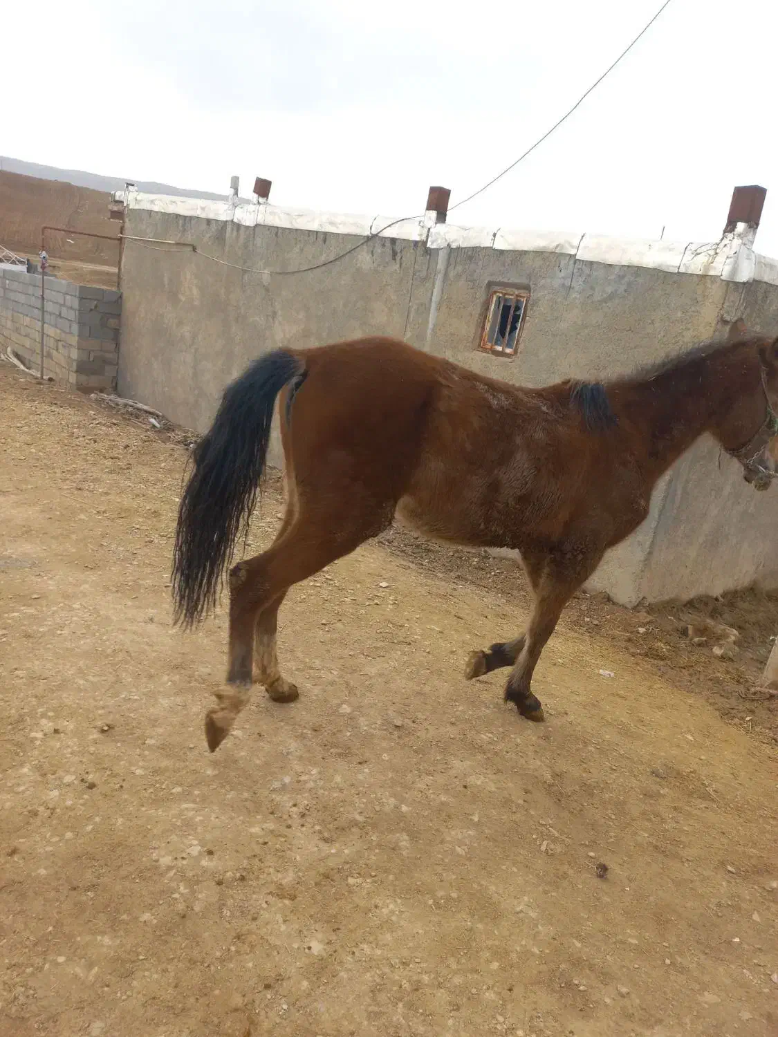 یه دونه نوزین با قاطر|اسب و تجهیزات اسبسواری|کوهدشت, |دیوار