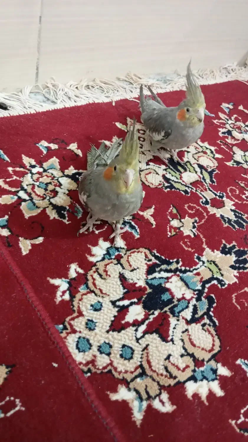 عروس هلندی|پرنده|بندر ماهشهر, |دیوار