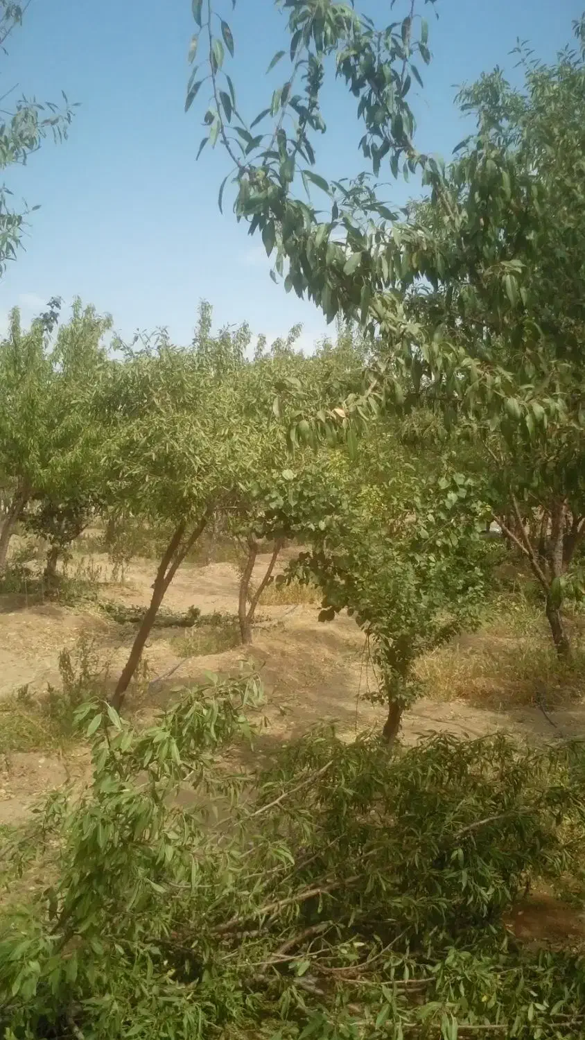 فروش باغ|فروش زمین و ملک کلنگی|سامان, |دیوار