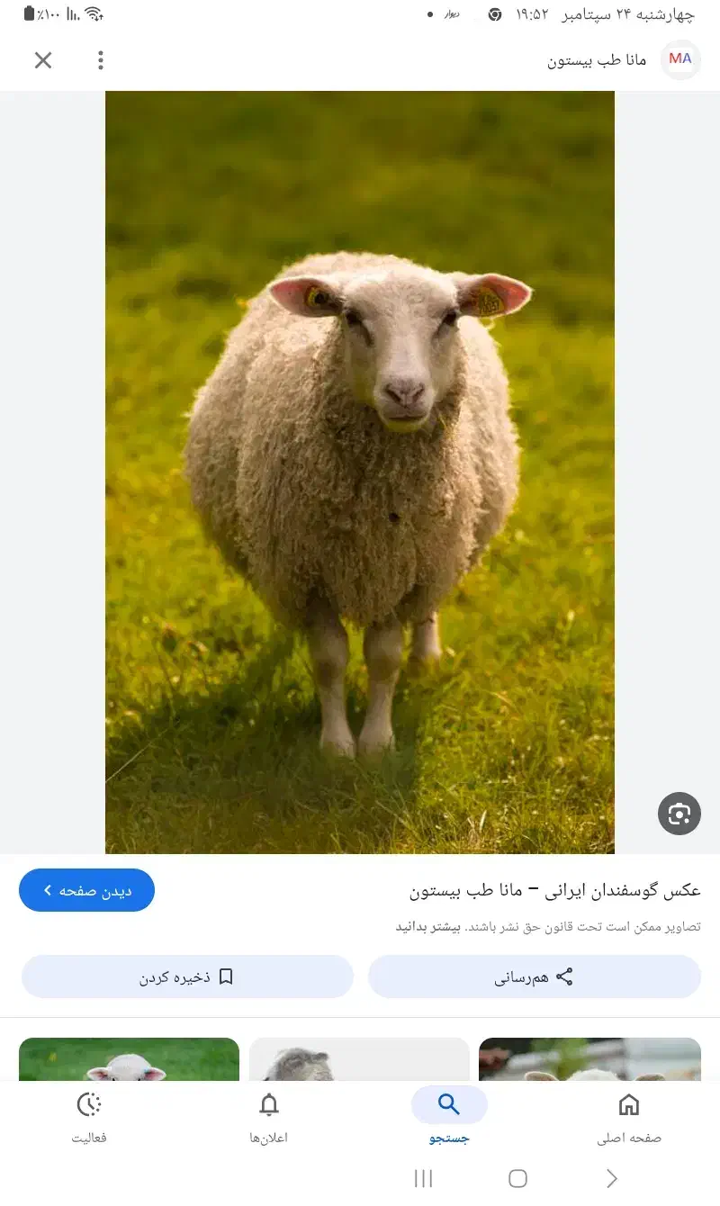 ۲۰ عدد بزغاله وبره چاق فروشی|حیوانات مزرعه|طبس, |دیوار