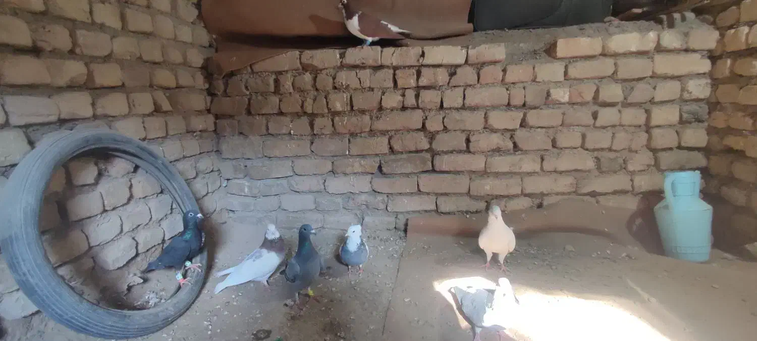 کفتر|پرنده|نیشابور, شهرک اندیشه|دیوار