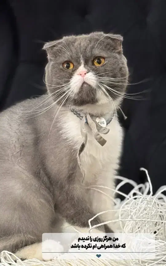 واگذاری گربه اسکاتیش فولد نر بلو|گربه|کرج, میدان میوه و تره بار مرکزی|دیوار