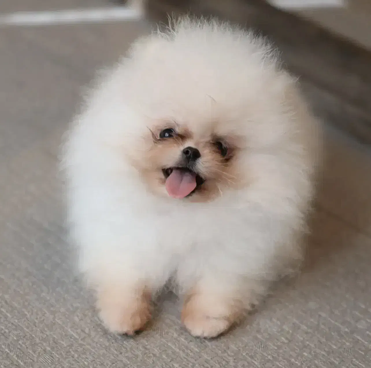 پامرکده سگ پامر خرسی/پامرانین جیبی|سگ|شیراز, معالی‌آباد|دیوار