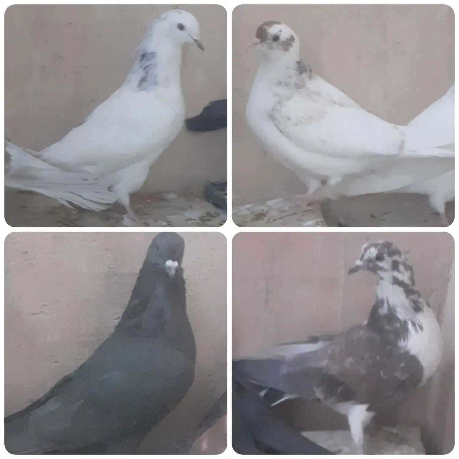 کفتر/کبوتر|پرنده|خمینی‌شهر, |دیوار