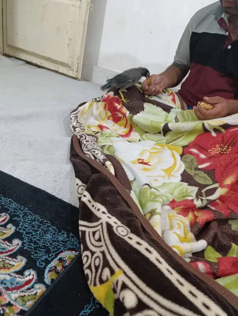 مرغ مینا|پرنده|بندر امام خمینی, |دیوار