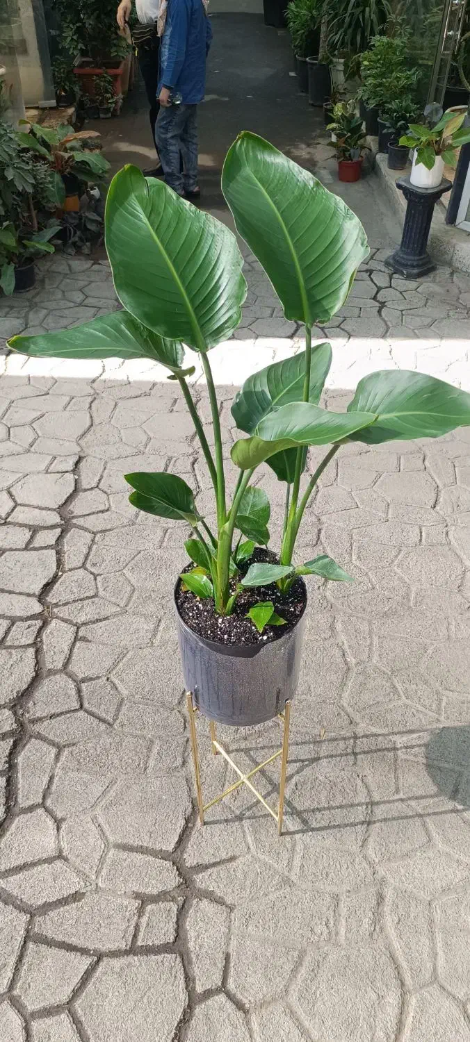 کارگر ساده و فروشنده گل و گیاه|استخدام بازاریابی و فروش|تهران, توحید|دیوار