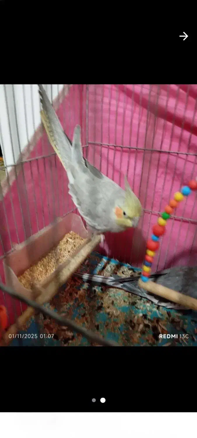 طوطی عروس هلندی ماده آهویی|پرنده|آمل, |دیوار