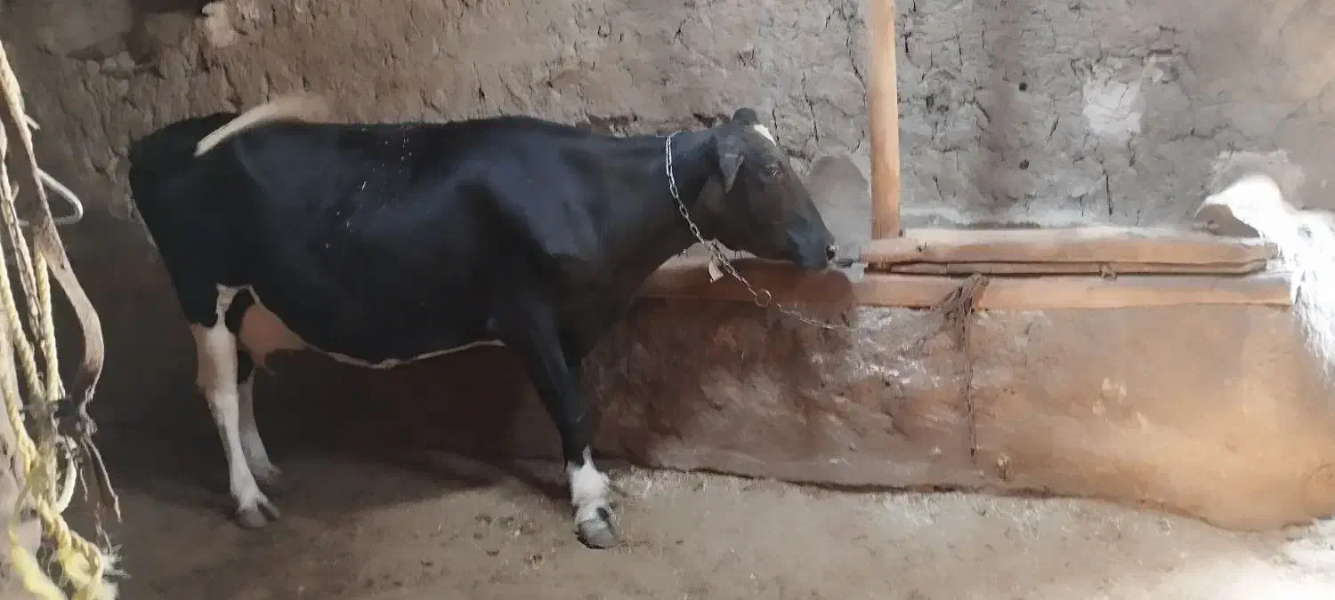 گاو هلشتاین سراب|حیوانات مزرعه|قره پشتلو, |دیوار