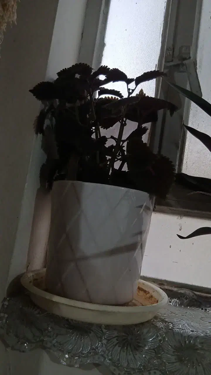 سلام|گل و گیاه طبیعی|یزد, |دیوار