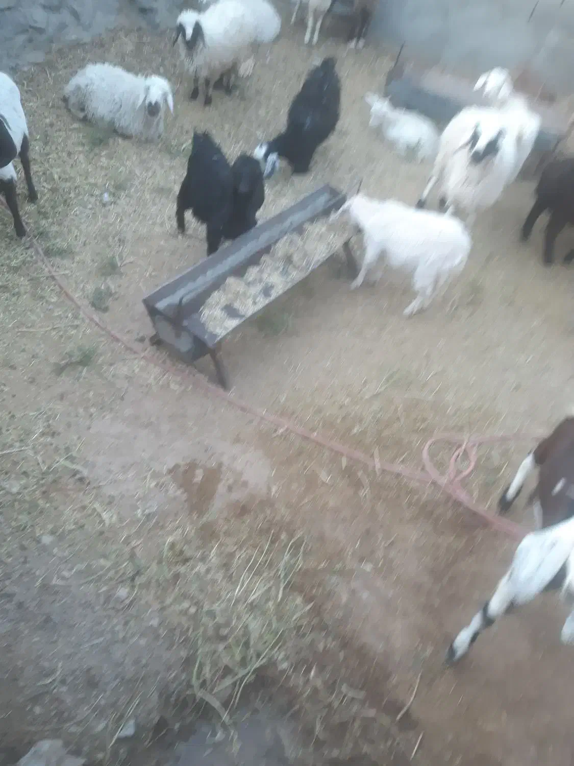 تعدادی بز و بزقاله سانن ودورگ سانن ومیش بره|حیوانات مزرعه|بیرجند, |دیوار