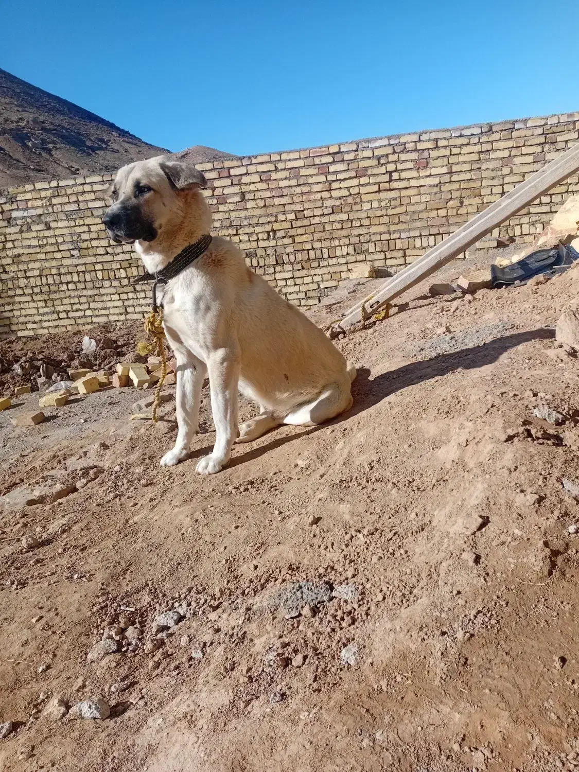 فروشی|سگ|شیرینسو, |دیوار