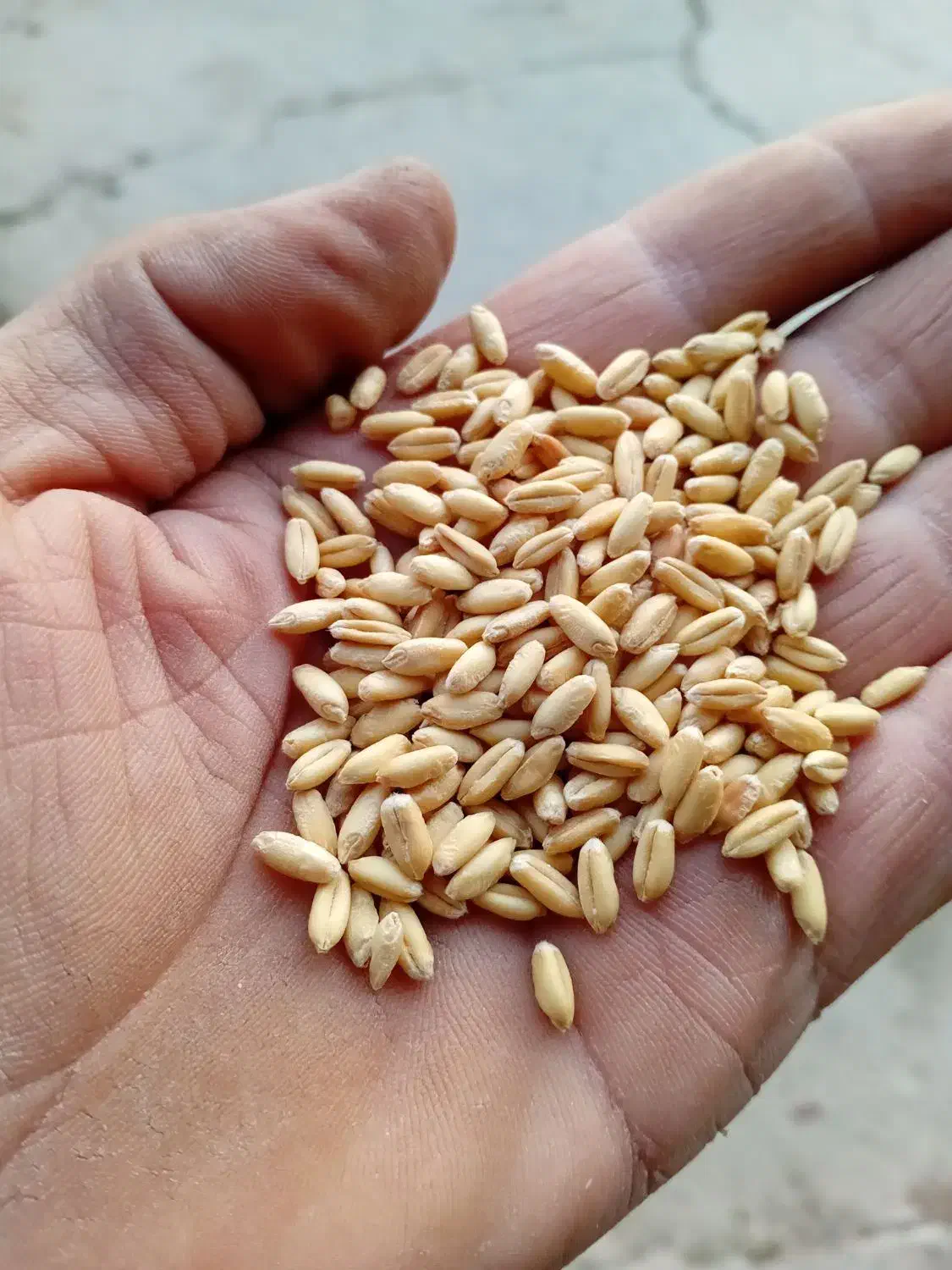 گندم ابی|خوردنی و آشامیدنی|سیلاخور, |دیوار