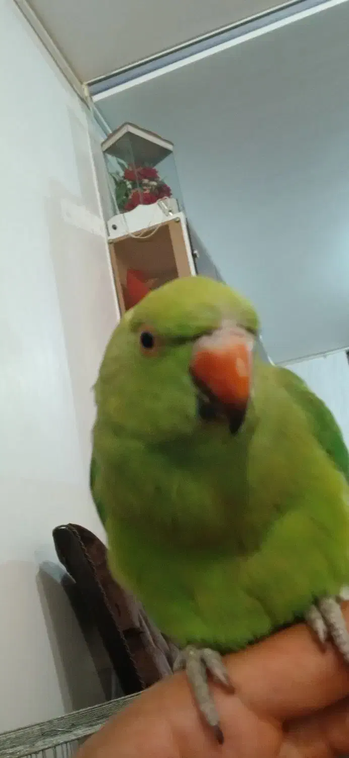 طوطی ملنگو|پرنده|شهرکرد, |دیوار