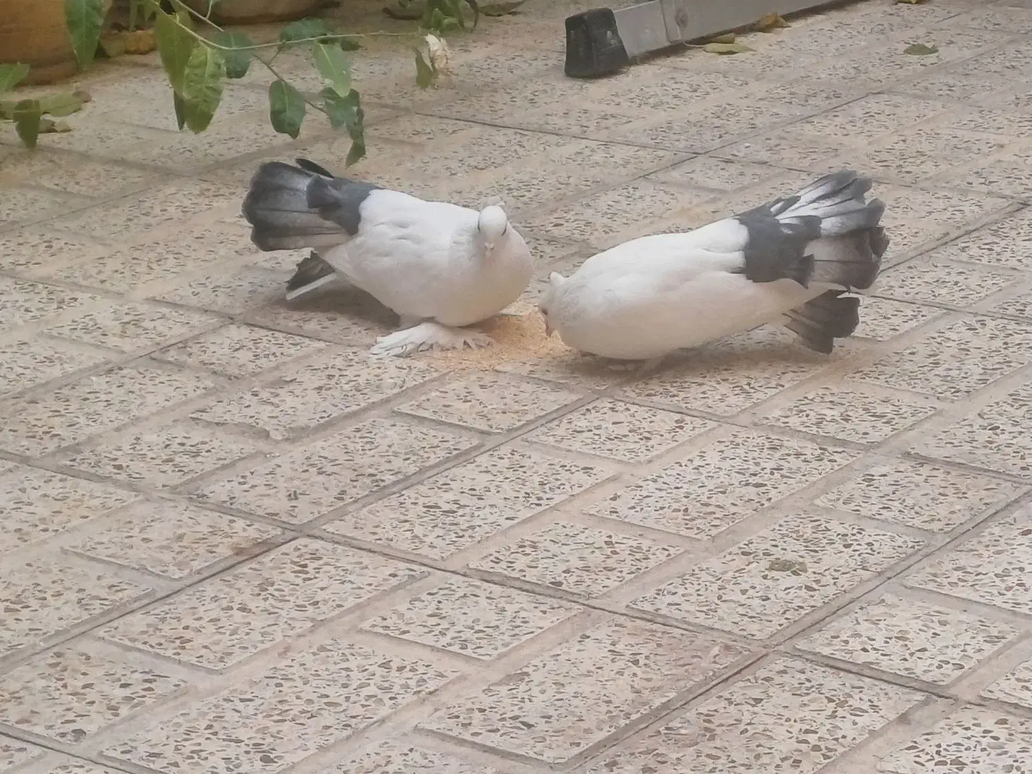 کفتر زینتی|پرنده|فردیس, شهرک هفده شهریور|دیوار