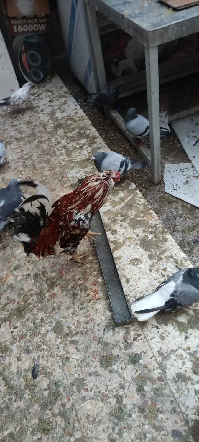 خروس گلین چهل تاج|حیوانات مزرعه|شاهین‌شهر, فردوسی|دیوار