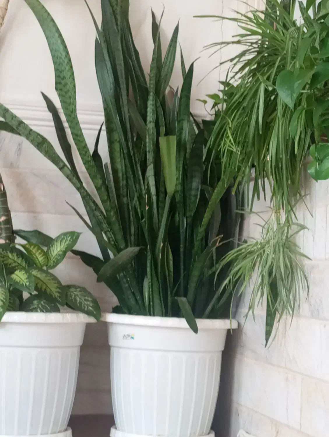 گل سانسوریا|گل و گیاه طبیعی|اصفهان, دانشگاه اصفهان|دیوار